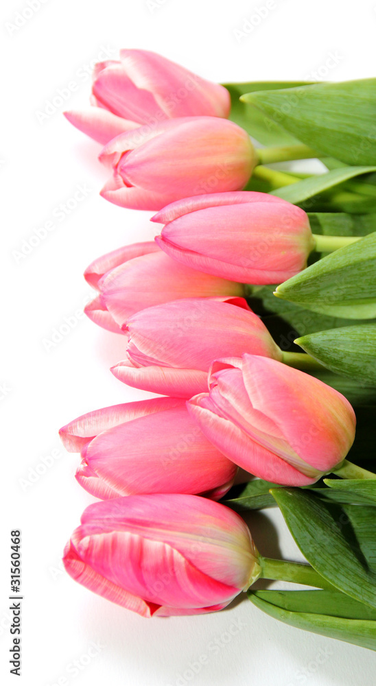 Obraz premium Tulpen