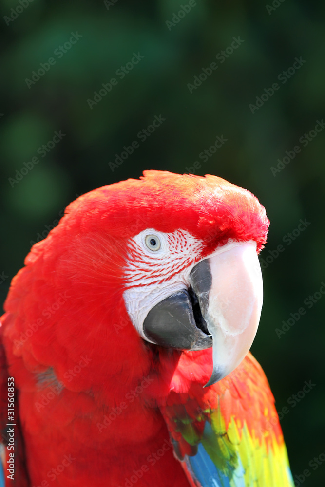 Fototapeta premium Parrot