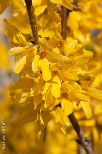 Blooming Forsythia-Forthysia Flowers