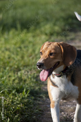 giovane cane di razza beagle