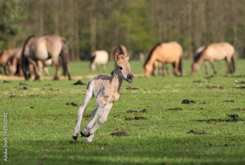 Dülmener Fohlen in der Kurve photo