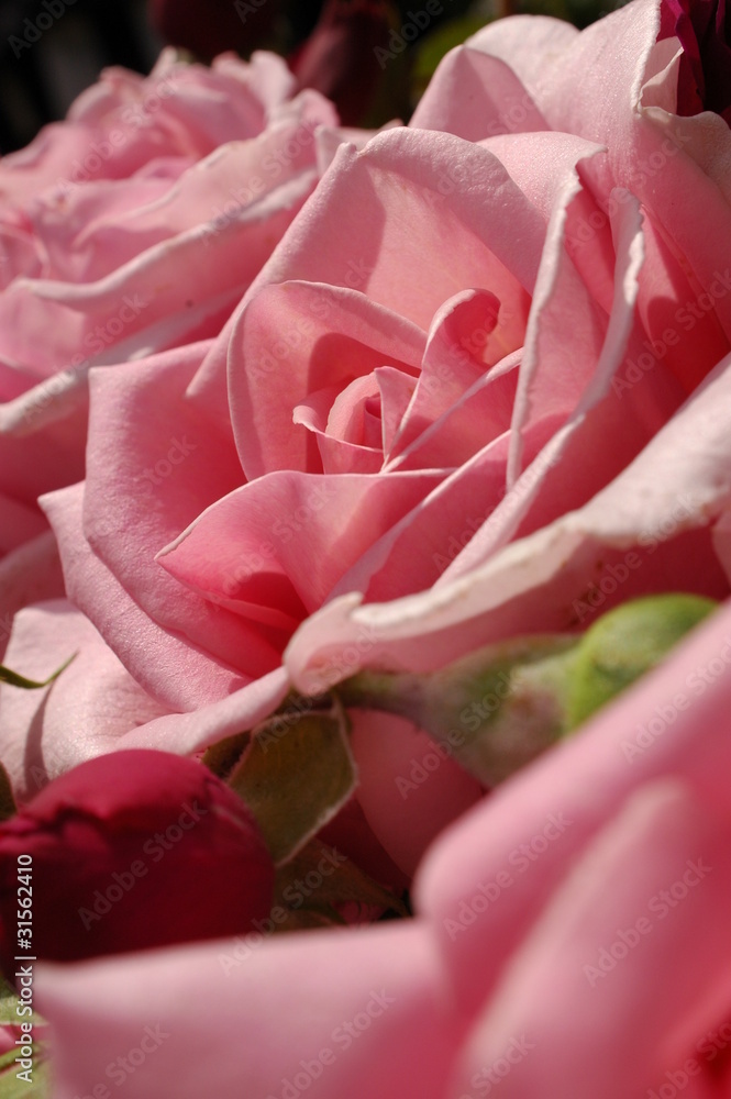 Englische Rosen