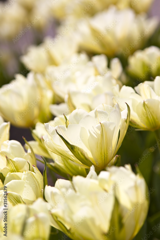 Fototapeta premium tulips