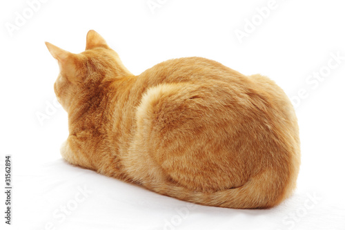 Fototapeta Naklejka Na Ścianę i Meble -  ネコの後ろ姿