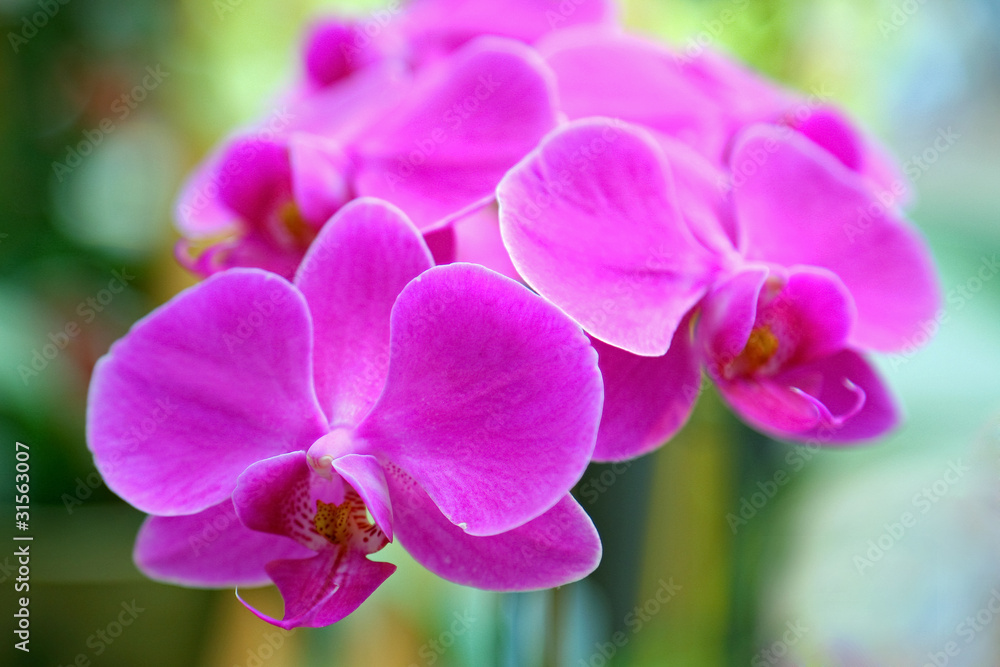 Violet orchid Violet orchid