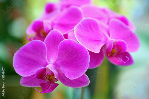 Fototapeta Naklejka Na Ścianę i Meble -  Violet orchid