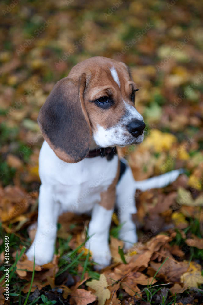 Beaglewelpe im Herbst