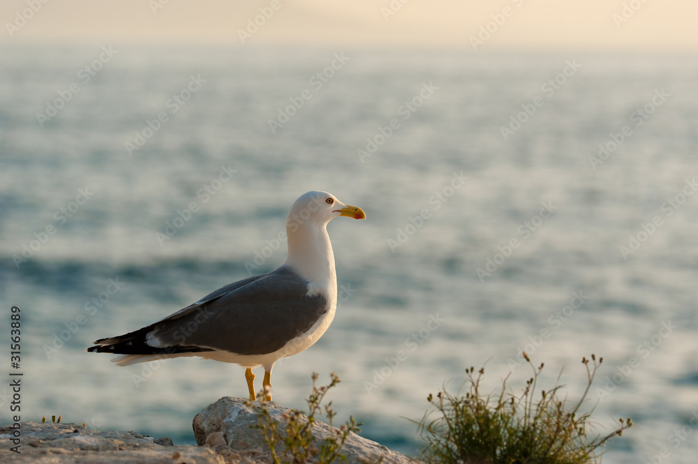 Fototapeta premium Seagulls