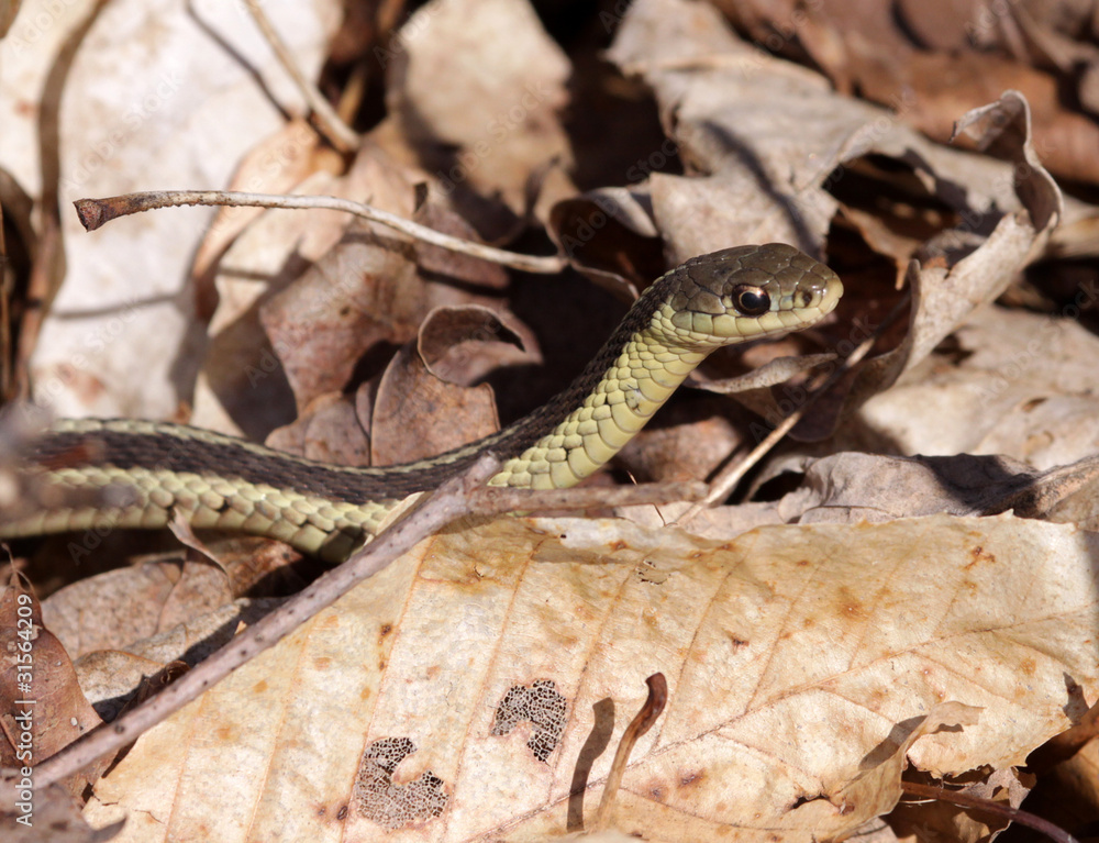 Focused Garter Snake