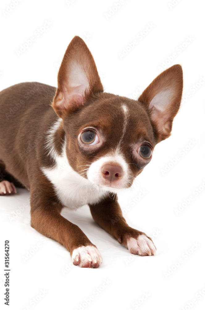 playful Chocolate brown with white Chihuahua dog