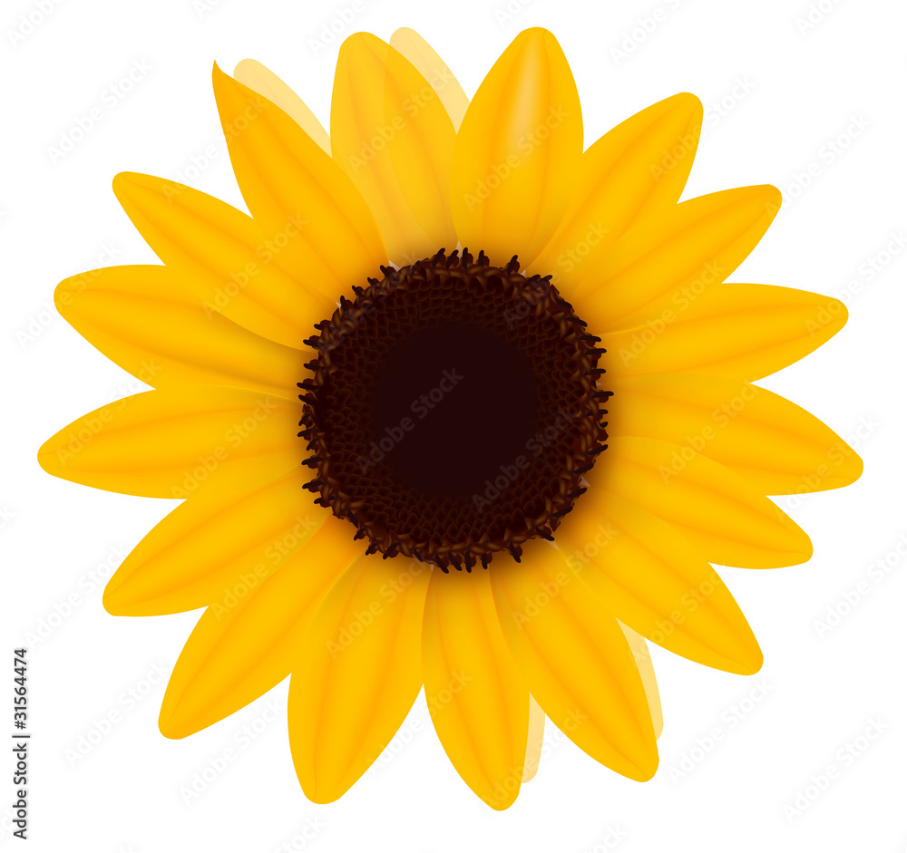 Beautiful yellow Sunflower. Vector illustration Beautiful yellow Sunflower. Vector illustration