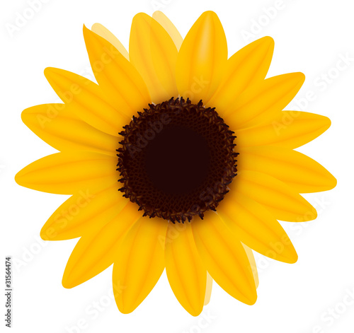 Fototapeta Naklejka Na Ścianę i Meble -  Beautiful yellow Sunflower. Vector illustration