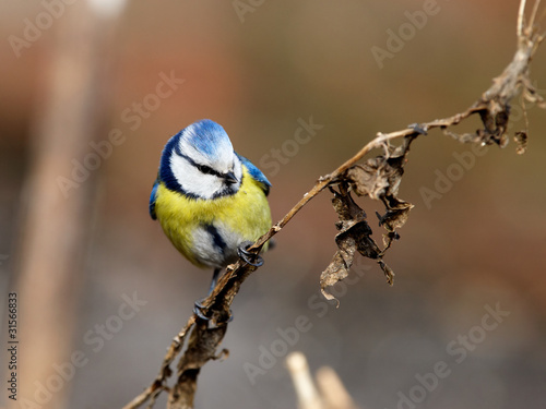 Blue tit posing on dry branch