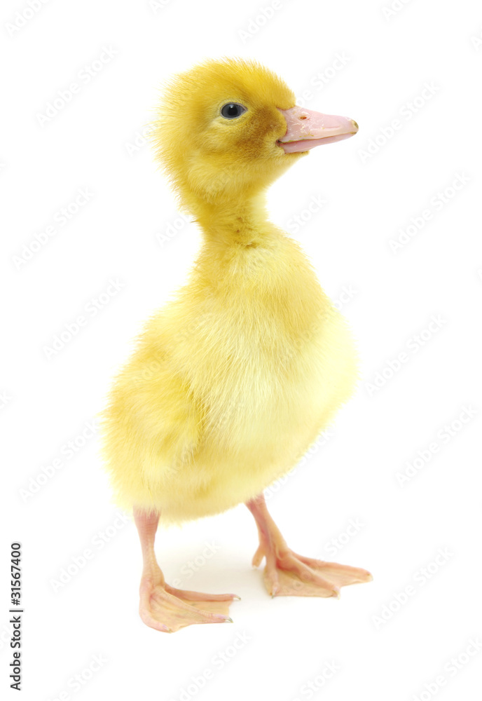 duck duck