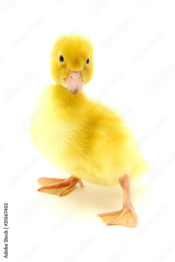 duck duck