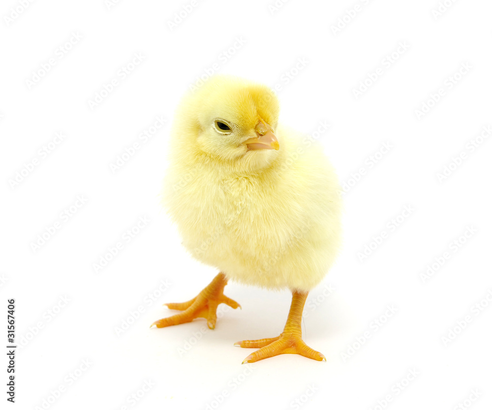 chicken chicken