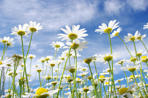 white daisies