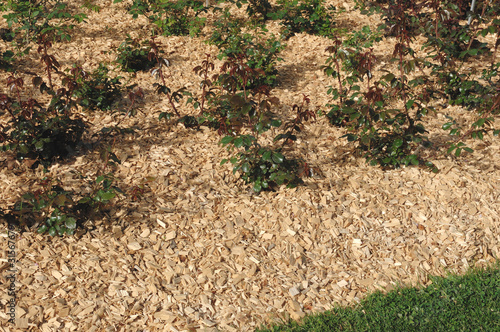 paillage de bois