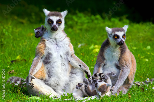 Lemur Catta Family © Artur Bogacki