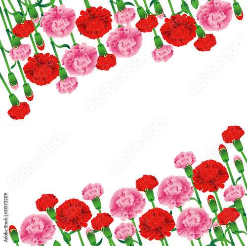 Carnation2