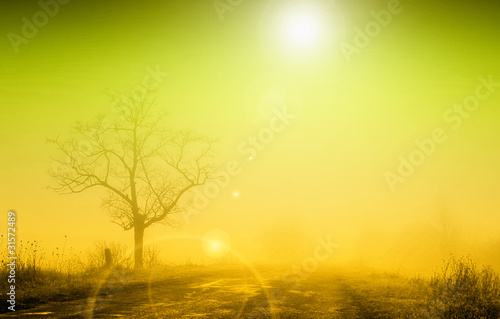 Misty sunrise with lonely tree in fog © Kavita
