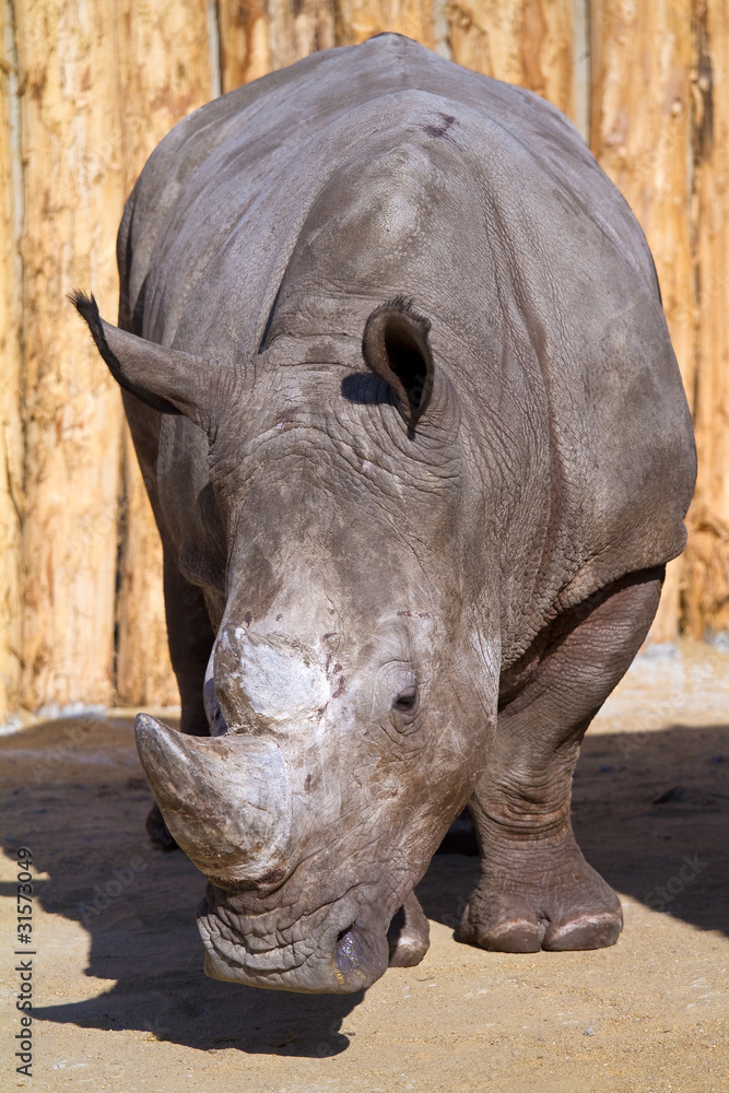 Fototapeta premium Rhinocéros blanc
