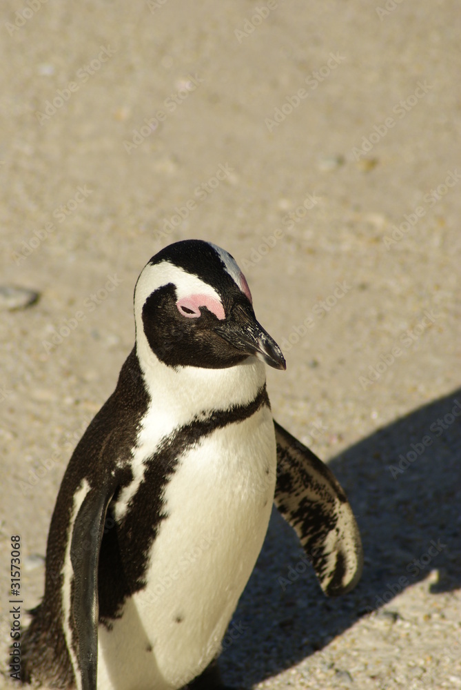 Naklejka premium PINGUINO AFRICANO