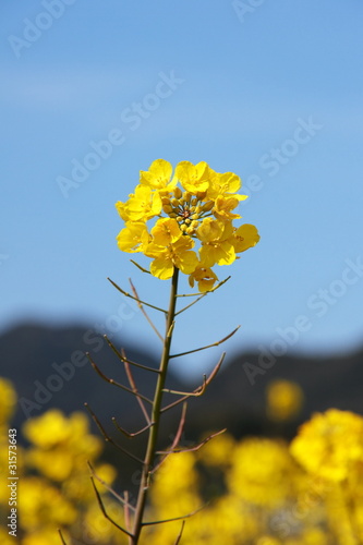 菜の花畑