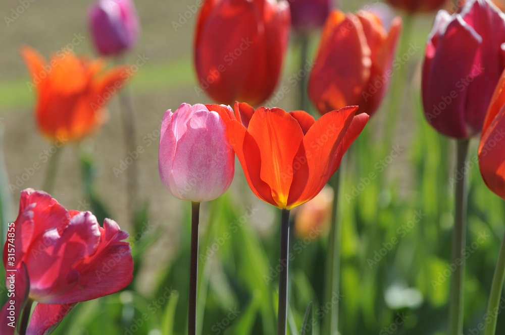 Obraz premium Tulpen