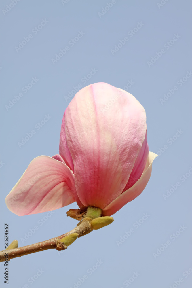 Fototapeta premium magnolia flower