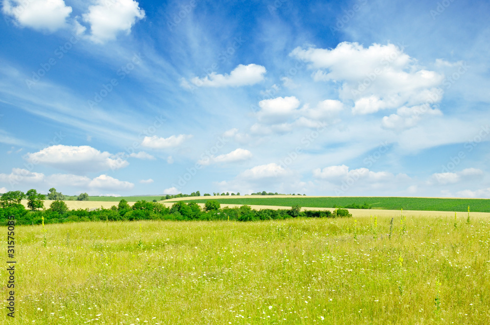 Fototapeta premium spring field