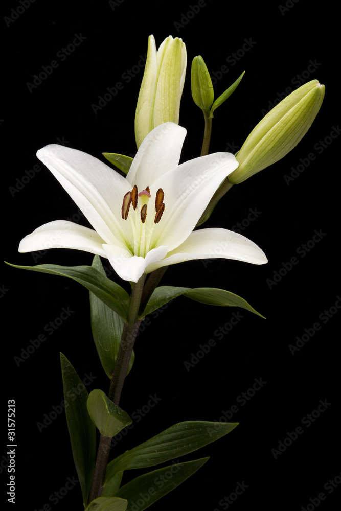 White Lilies White Lilies