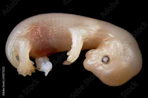 mink embryo