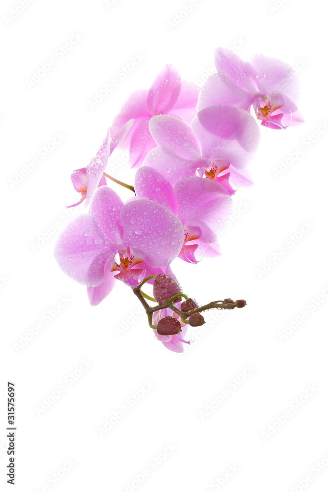 Fototapeta premium Pink orchid with drop of dew on white