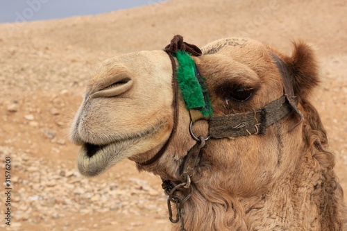 Camel in the Desert   ISRAEL