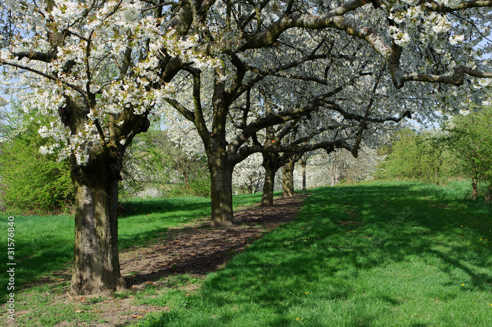 Kirschbaumblüte in Wiesbaden-Frauenstein/Deutschland