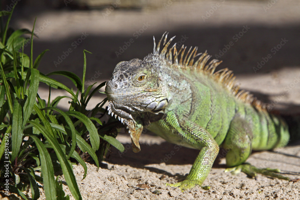 Grüner Leguan Grüner Leguan
