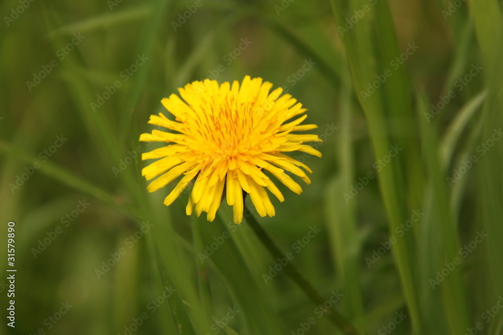 Löwenzahnblume Löwenzahnblume