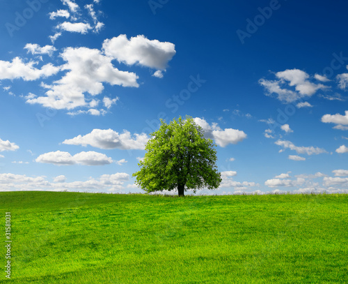Summer tree on green field