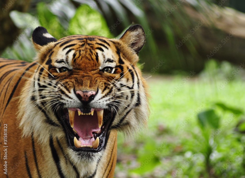Close up of a roaring tiger Close up of a roaring tiger
