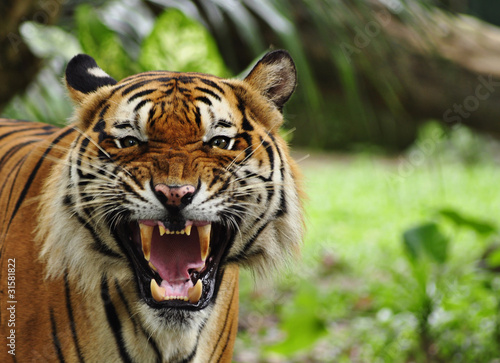 Fototapeta Close up of a roaring tiger