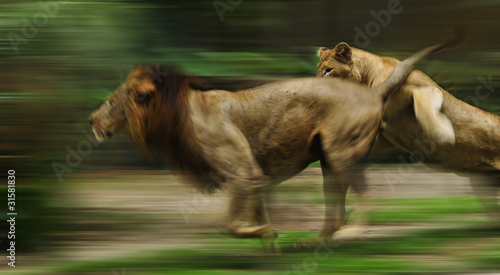 The slow motion of the running lions in forest