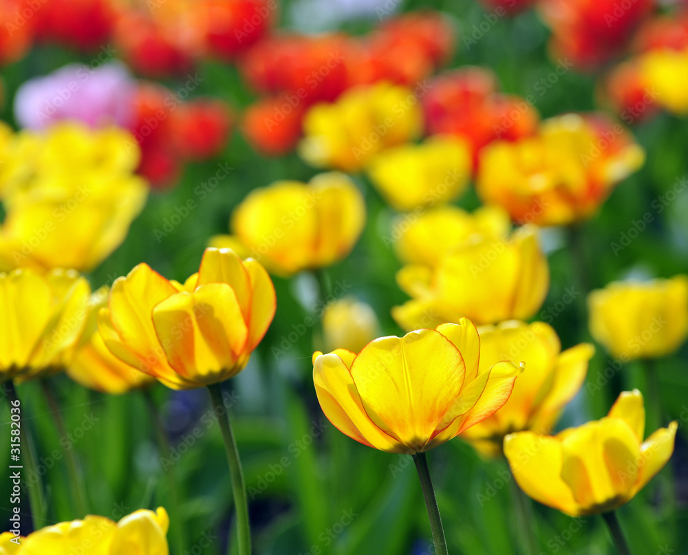Obraz premium tulpen