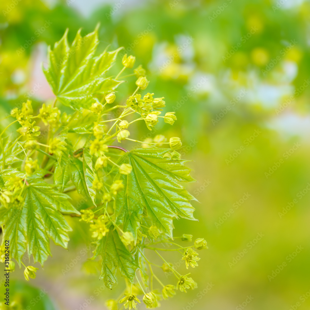 Spring maple leaves close up Spring maple leaves close up