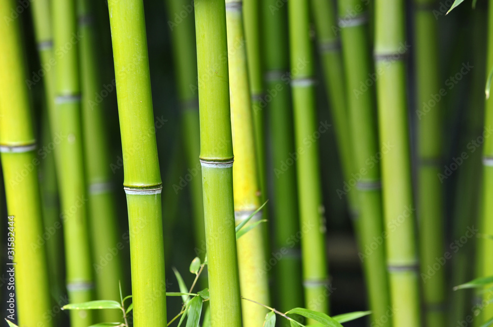 Fototapeta bambus