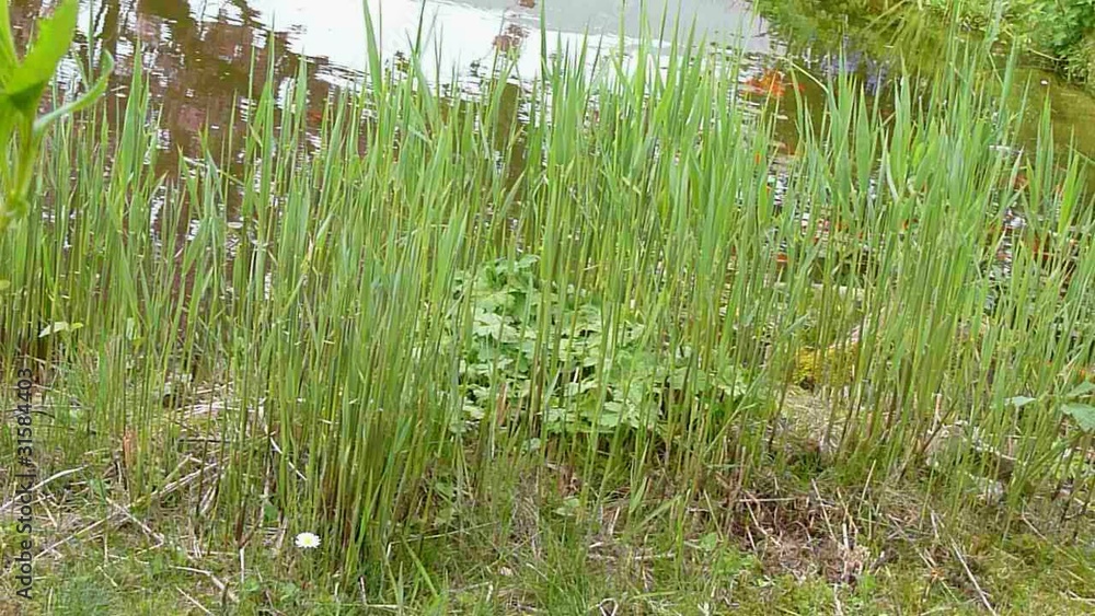 herbe herbe