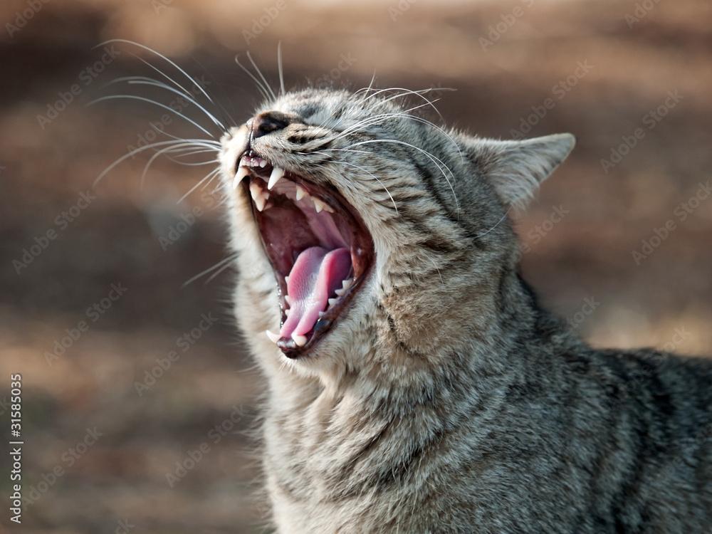 Obraz premium あくびする猫