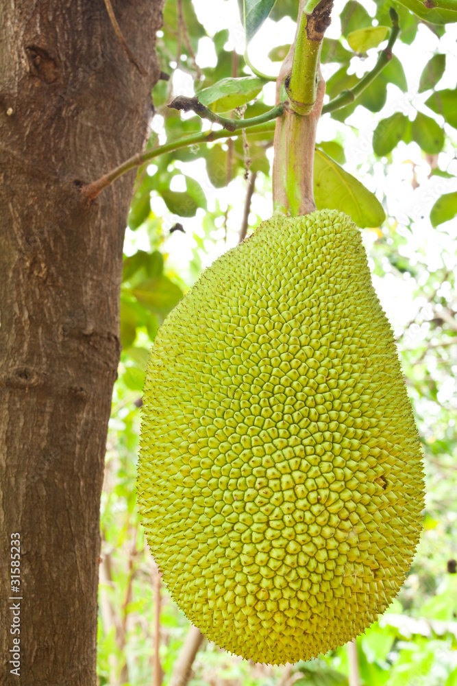 Young Jackfruit on tree Young Jackfruit on tree