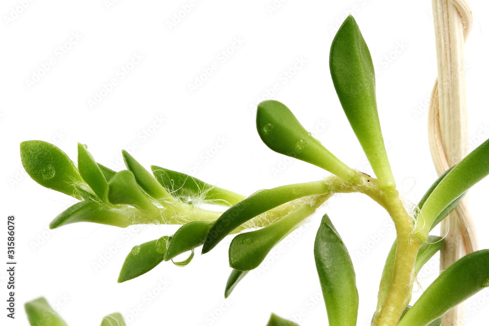 Obraz premium Green leaf