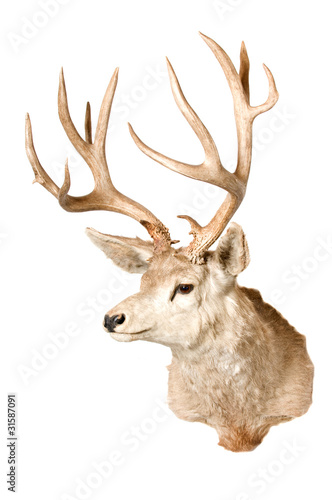 Black-tailed deer on white